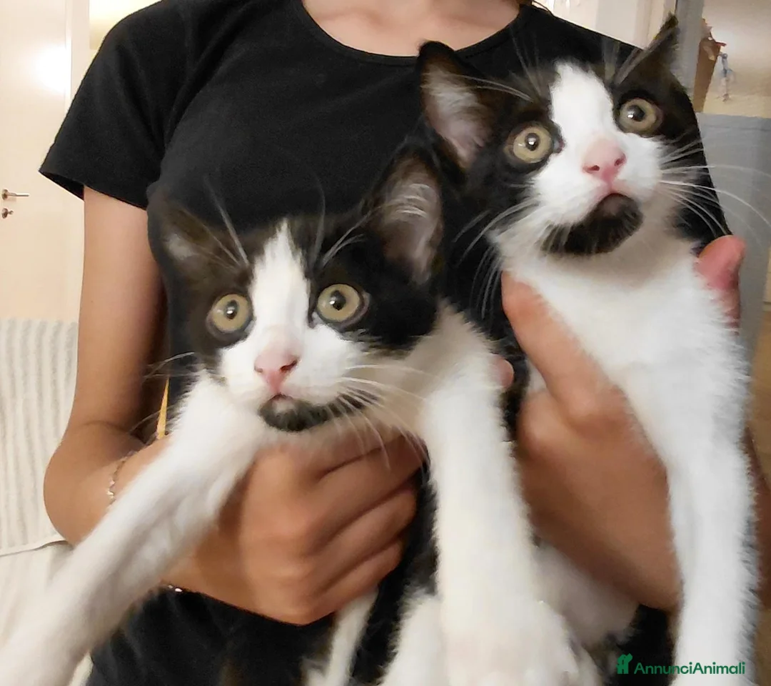 Europeo gatti in regalo: Regalo gattini - Annuncio 1
