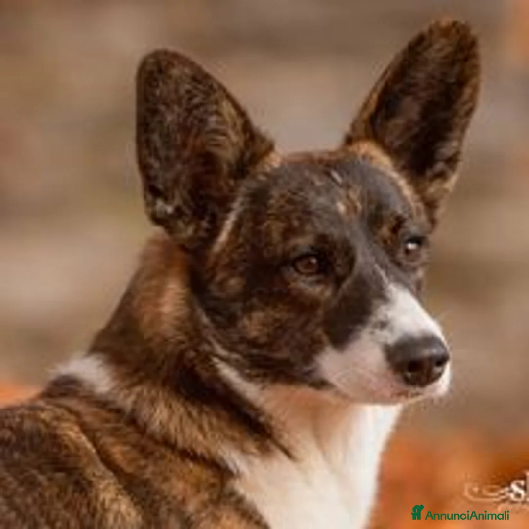 Immagine della galleria {{count}}