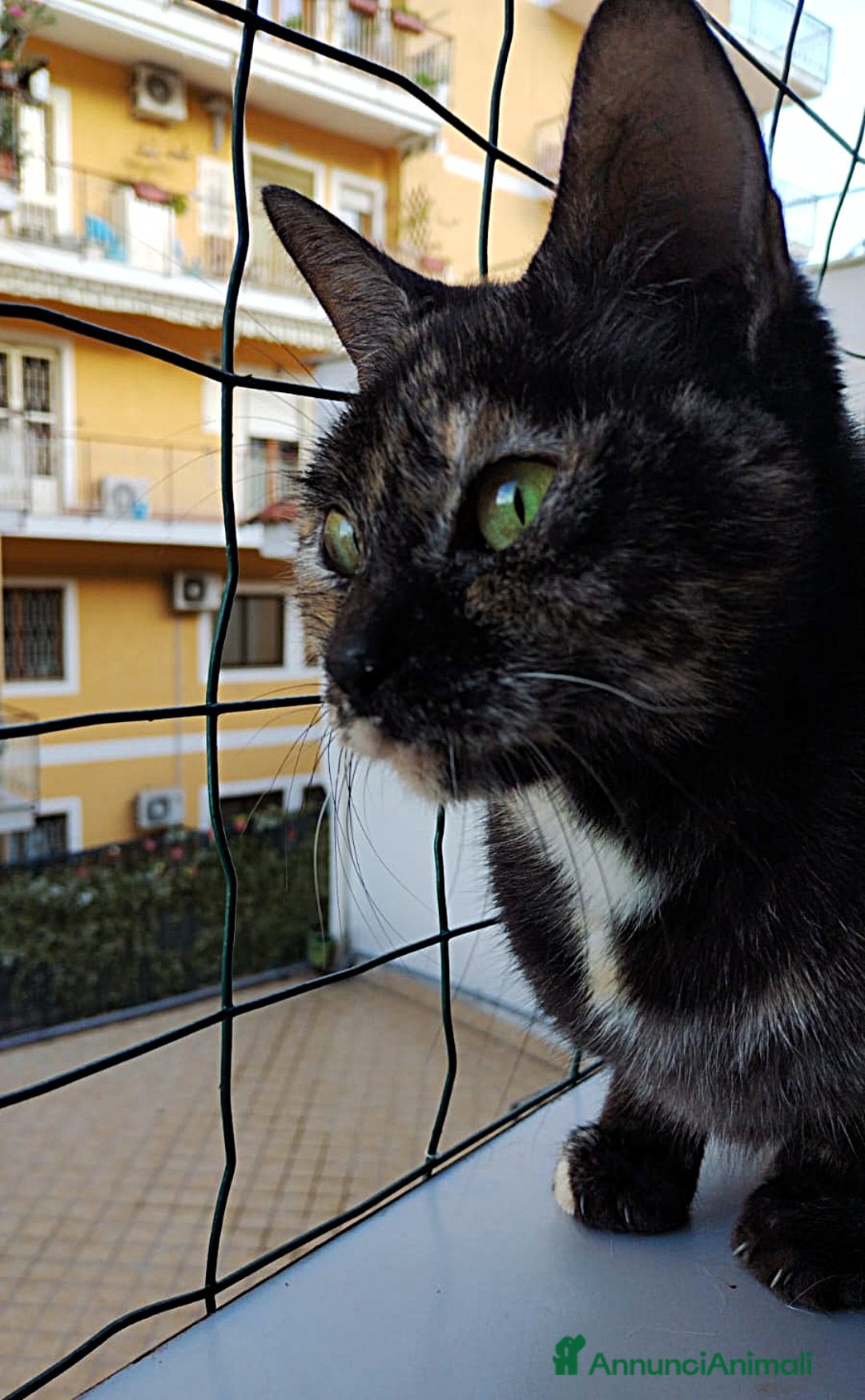 Altre razze gatti in regalo: Gatta - Annuncio 2