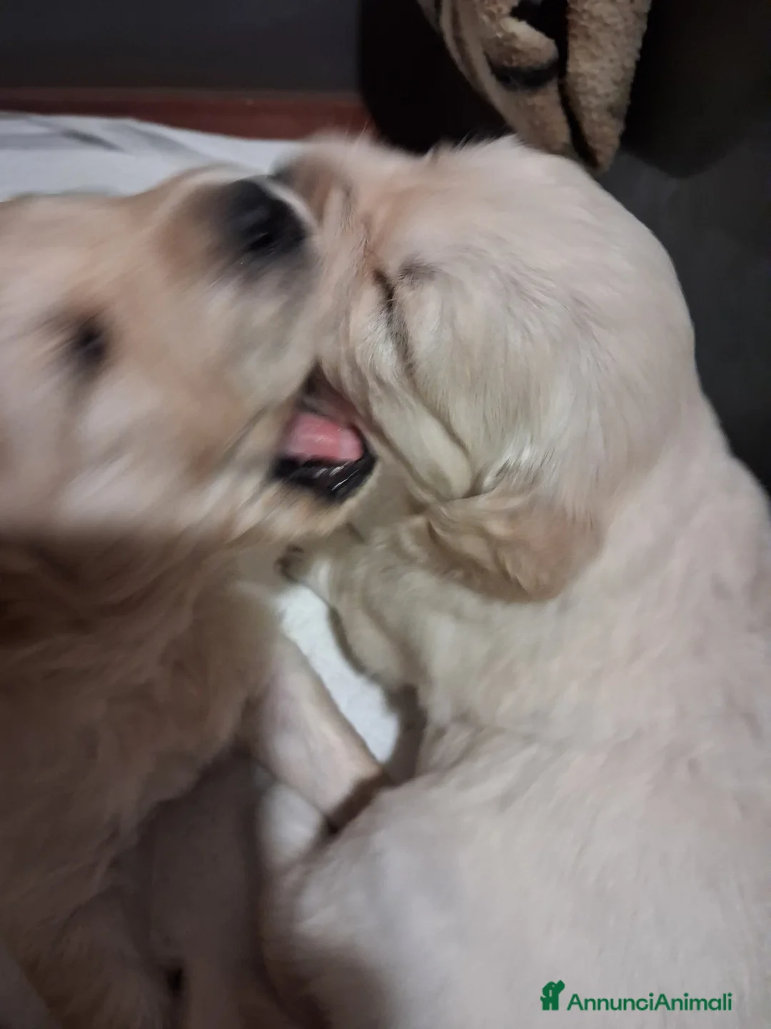 Golden Retriever cani in vendita: Vendesi cuccioli Golden Retriever - Annuncio 9