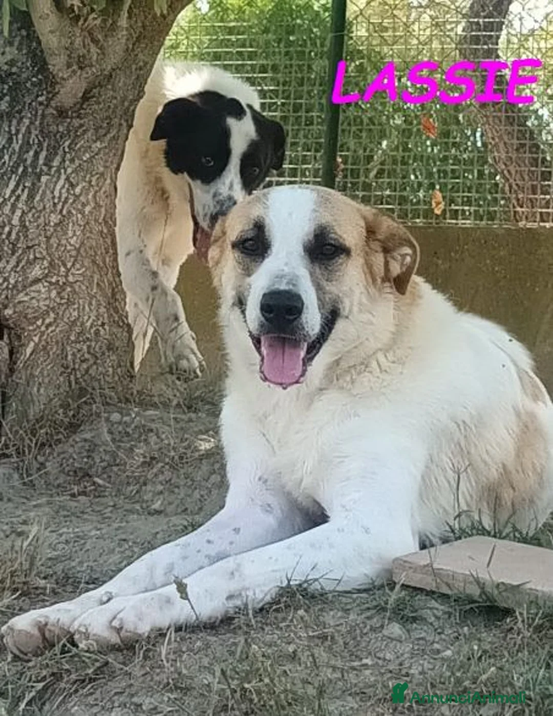 Meticcio cani in regalo: LASSIE giovane e simpatica! - Annuncio 2