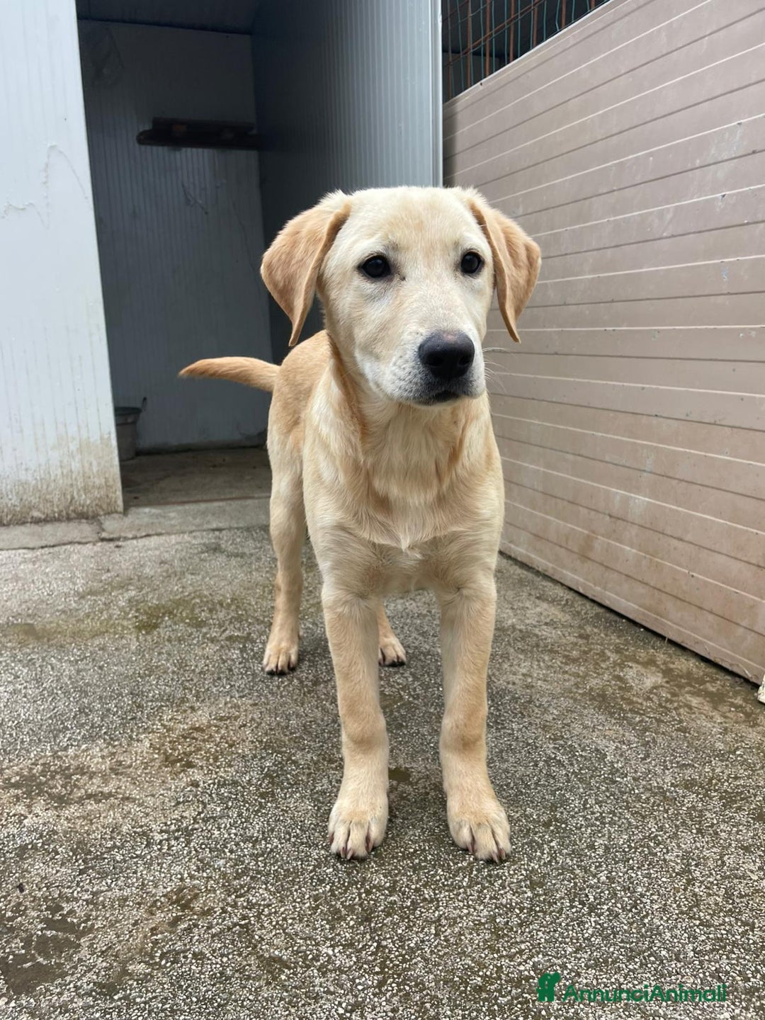 Labrador cani in regalo: IL BELLISSIMO NOEL - Annuncio 1