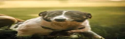 Meticcio cani in regalo: Cookie, una meticcia tenerissima - Annuncio 3