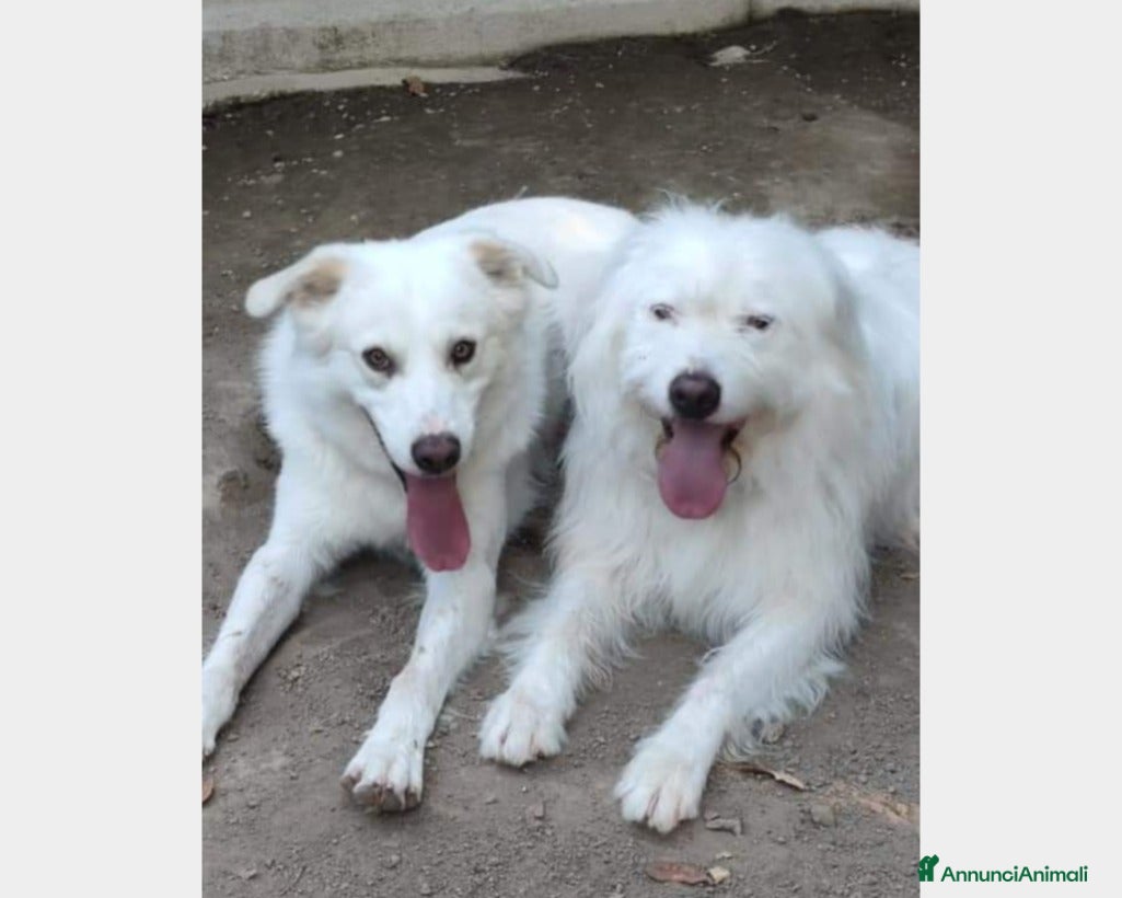 Meticcio cani Adry  cerca famiglia  a Roma - Annuncio 2