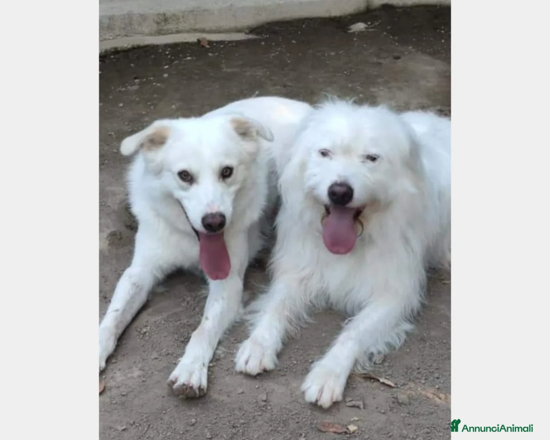 Meticcio cani in regalo: Adry  cerca famiglia  a Roma - Annuncio 1