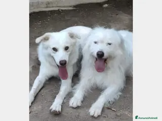 Meticcio cani Adry cerca famiglia a Roma - Annuncio 17