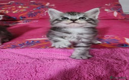 Maine Coon gatti in vendita: Cuccioli mainecoon - Immagine 11