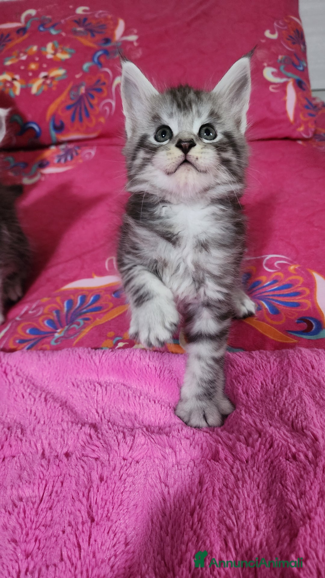 Maine Coon gatti in vendita: Cuccioli mainecoon - Annuncio 11