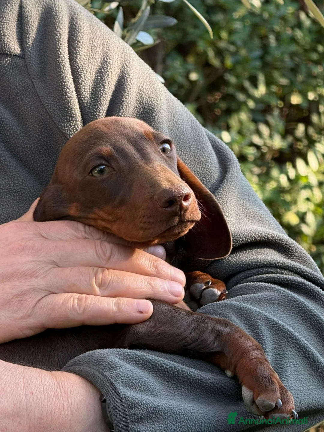 Bassotto cani in vendita: Cucciolo bassotto da non perdere.  - Annuncio 2