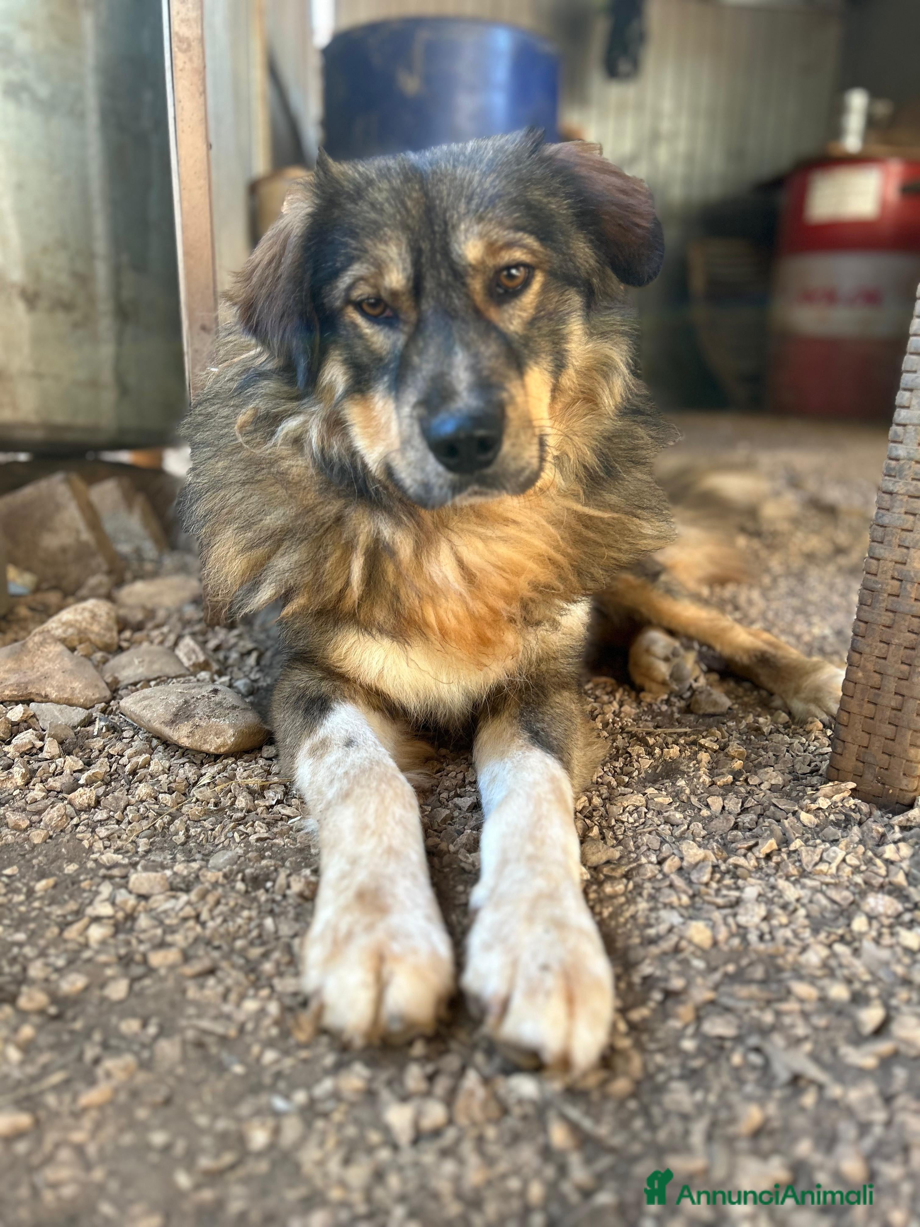 Pastore dei Carpazi cani Max, un gigante buono dal cuore d oro - Annuncio 1