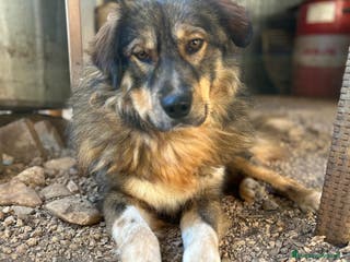 Pastore dei Carpazi cani Max, un gigante buono dal cuore d oro - Annuncio 1