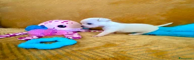 Chihuahua 3