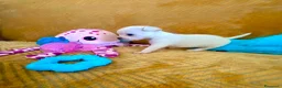 Chihuahua cani in vendita: Quattro enormi dispenser di tenerezza  a Città metropolitana di Cagliari - Annuncio 2
