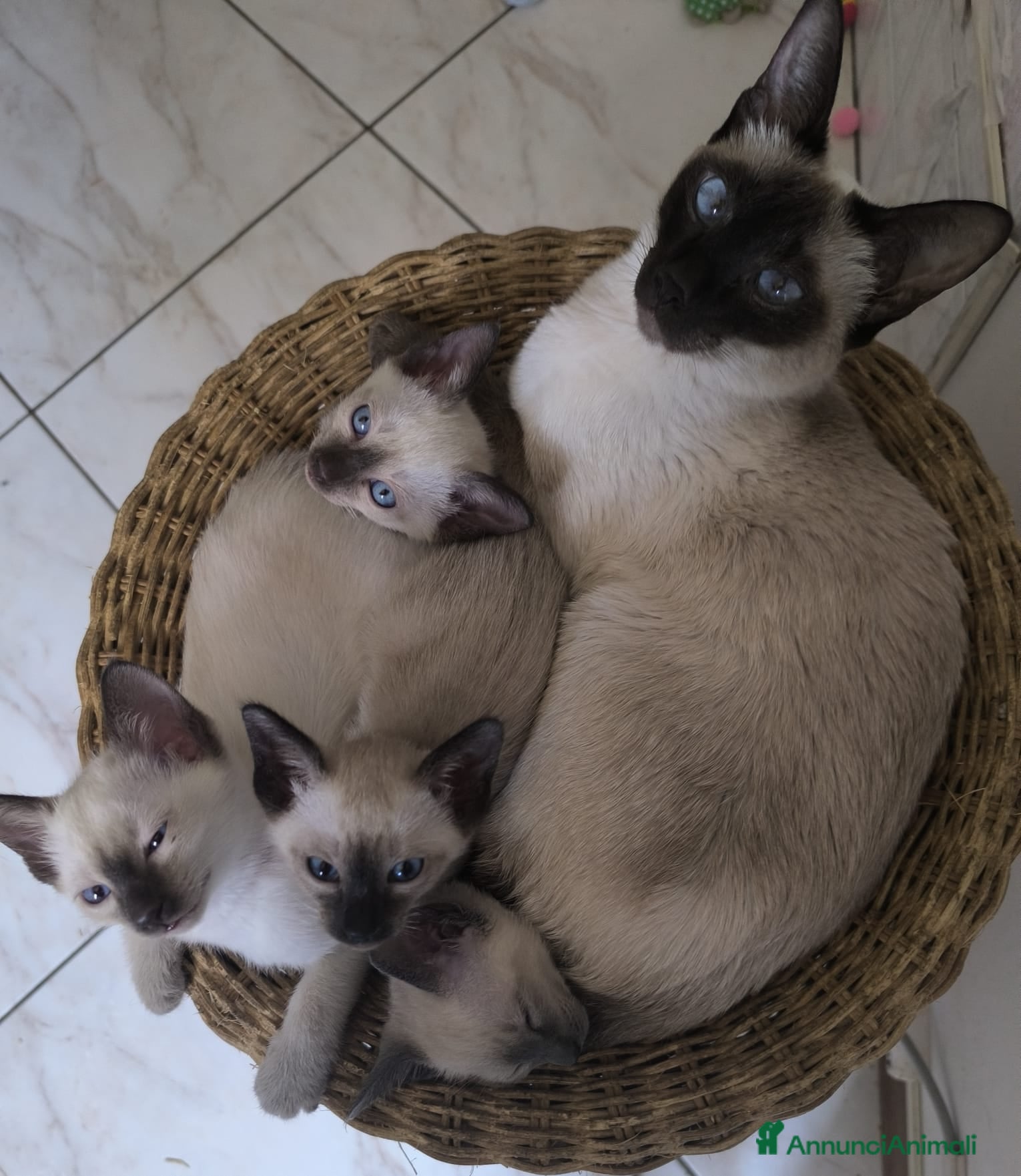 Siamese gatti Cuccioli Old Style Siamese, Pedigree Microchip - Annuncio 2