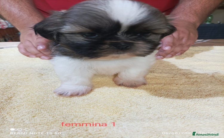 Shih Tzu cani a Città metropolitana di Roma Capitale - Annuncio 4