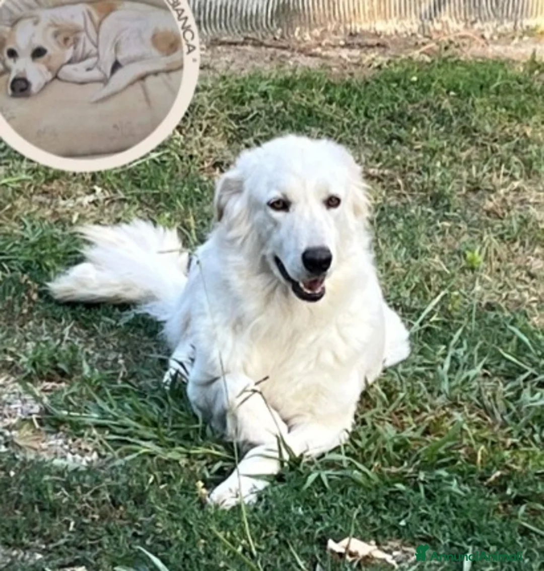 Meticcio cani in regalo: Mix Maremmana 2anni occhi ambra ubbidiente COSENZA - Annuncio 1