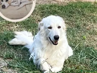 Meticcio cani Mix Maremmana 2anni occhi ambra ubbidiente COSENZA - Annuncio 15