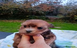 Yorkshire cani in vendita: Morkie (Maltese-Yorkshire)  a Città Metropolitana di Torino - Immagine 4