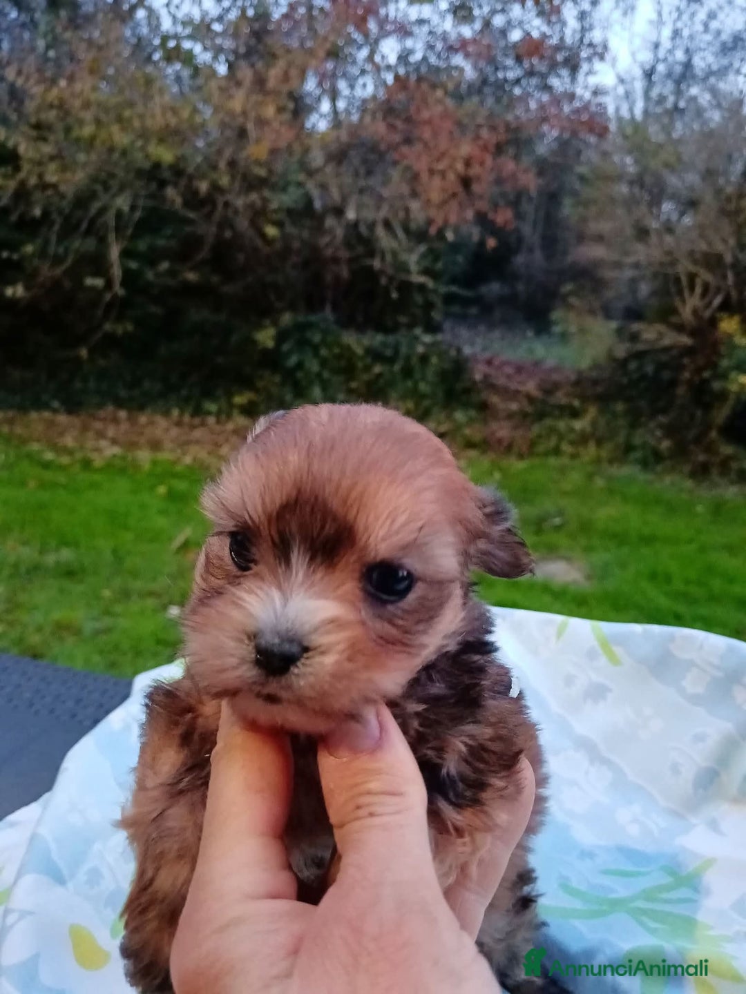 Yorkshire cani in vendita: Morkie (Maltese-Yorkshire)  a Città Metropolitana di Torino - Immagine 4