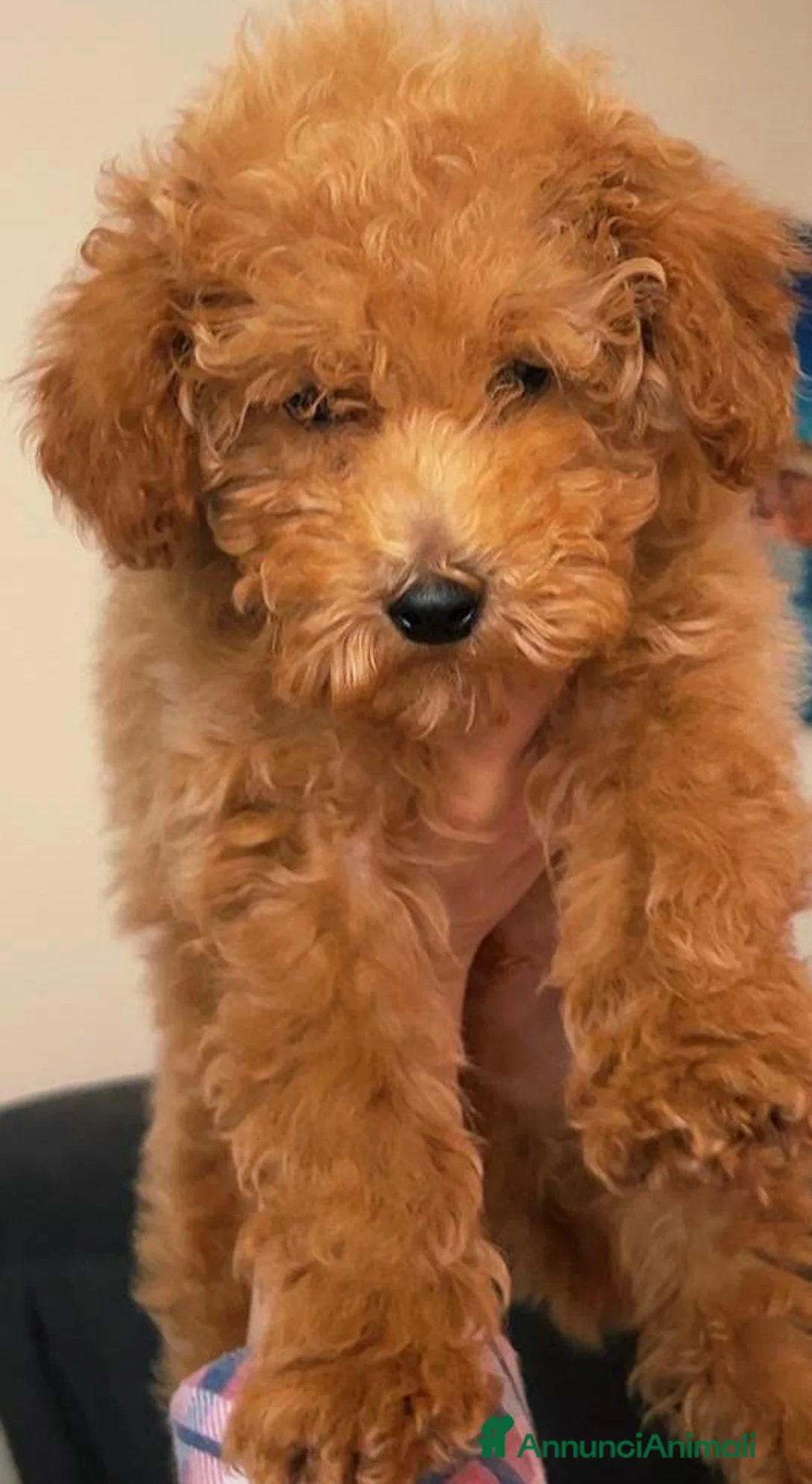 Barboncino Toy cani in vendita: Barboncino toy a Città Metropolitana di Bari - Annuncio 5