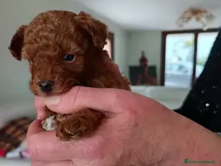 Barboncino Toy cani Cucciolo di barboncino a Città Metropolitana di Torino - Annuncio 18