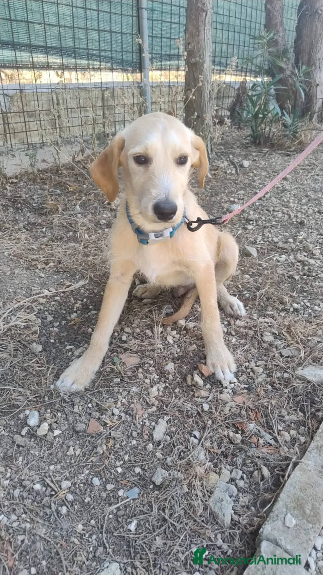 Meticcio cani in regalo: NICO E NEMO - Annuncio 5
