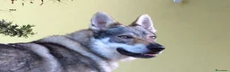 Lupo Cecoslovacco cani in vendita: CUCCIOLI Canelupo Cecoslovacco a Provincia di Macerata - Annuncio 3