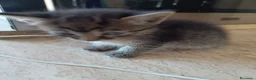 Europeo gatti in vendita: Gattina svezzata, usa la lettiera - Annuncio 5