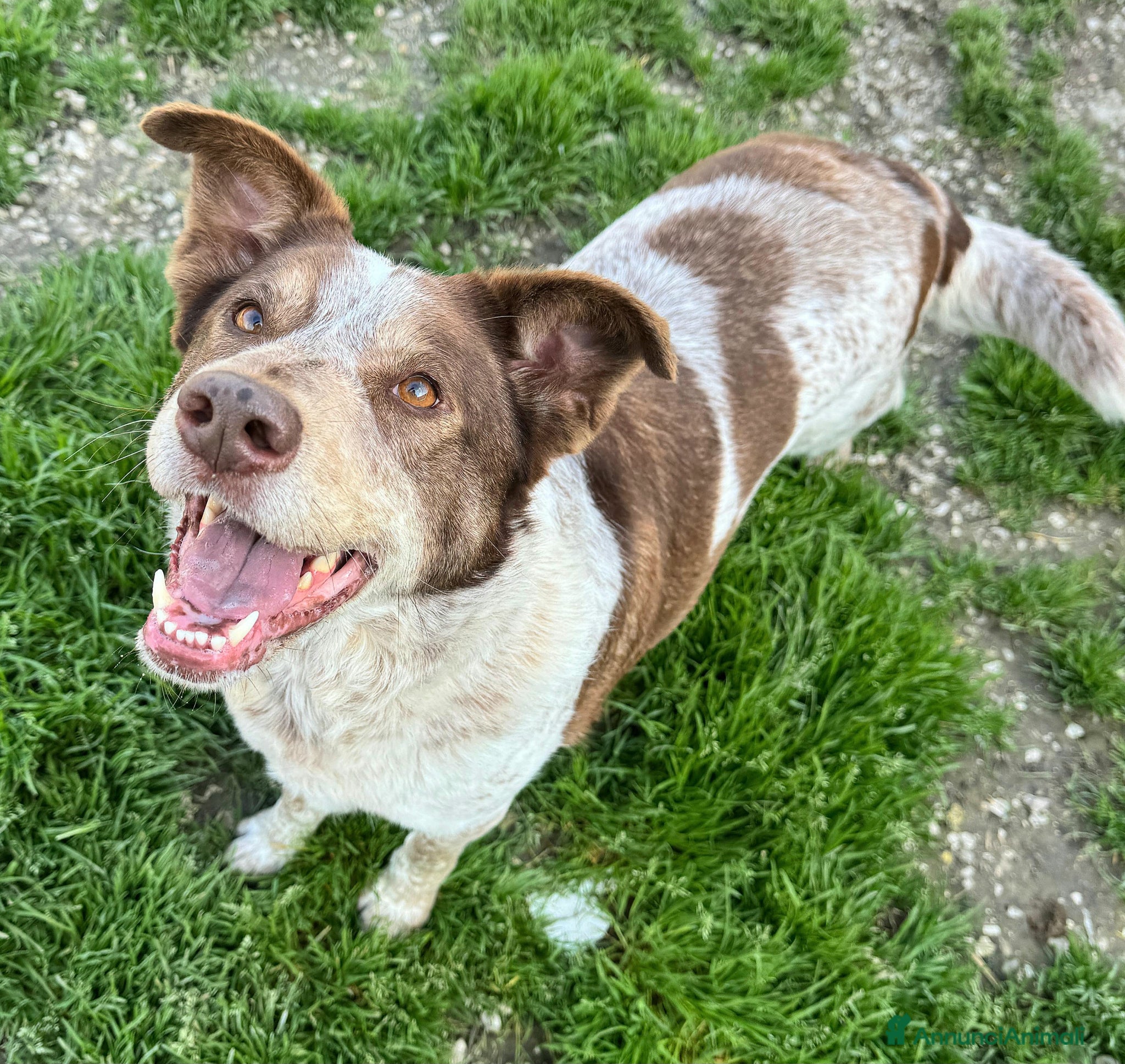 Meticcio cani Kikka 4 anni Taglia media  - Annuncio 5