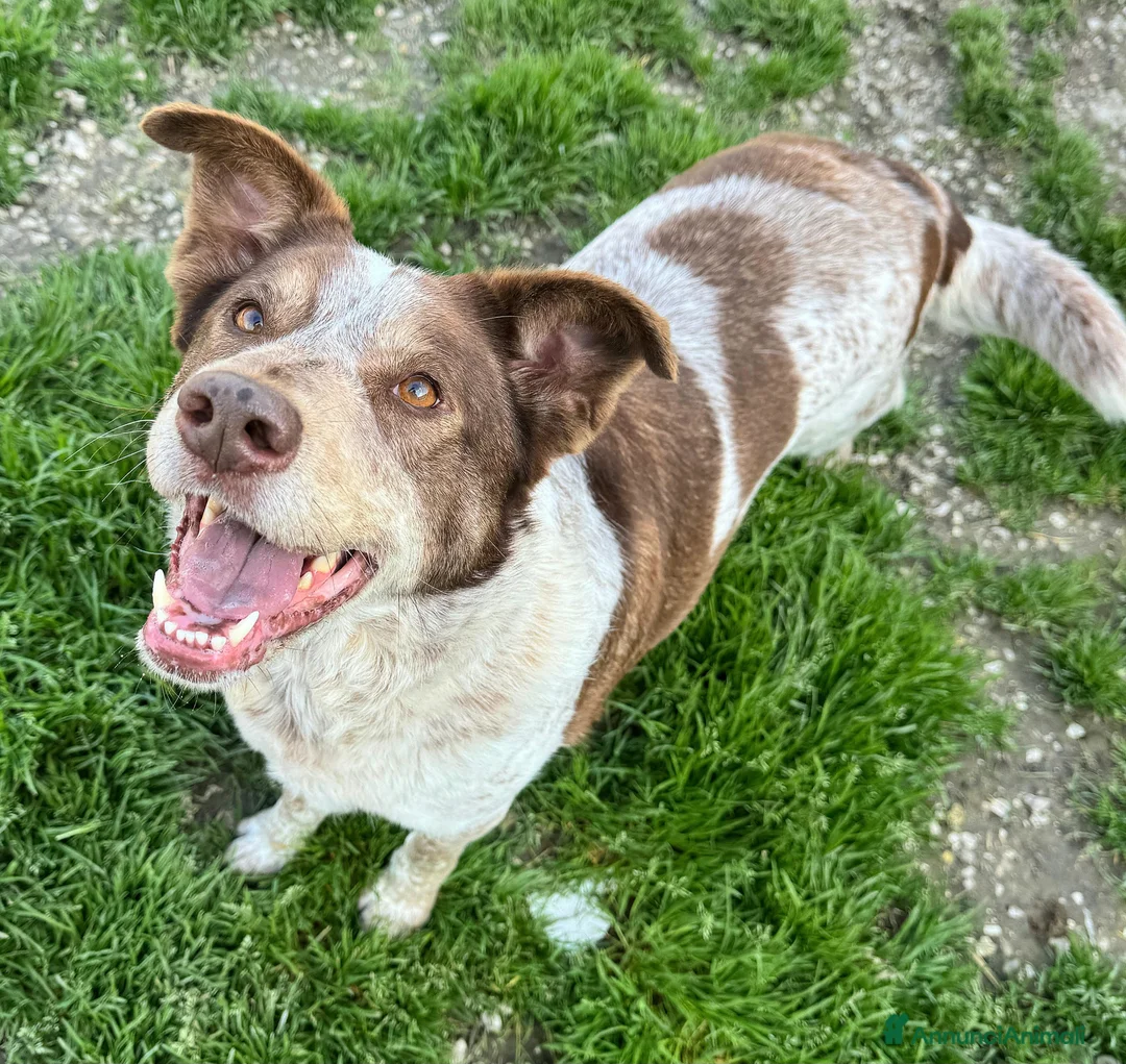 Meticcio cani in regalo: Kikka 4 anni Taglia media  a Provincia di Teramo - Annuncio 1