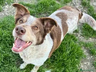 Meticcio cani Kikka 4 anni Taglia media - Annuncio 5