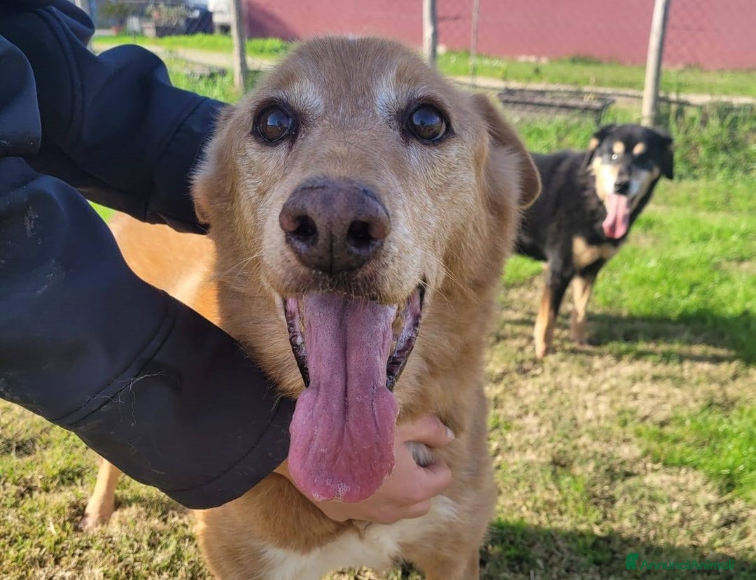 Meticcio cani in regalo: ROMEO, adozione del cuore - Annuncio 5