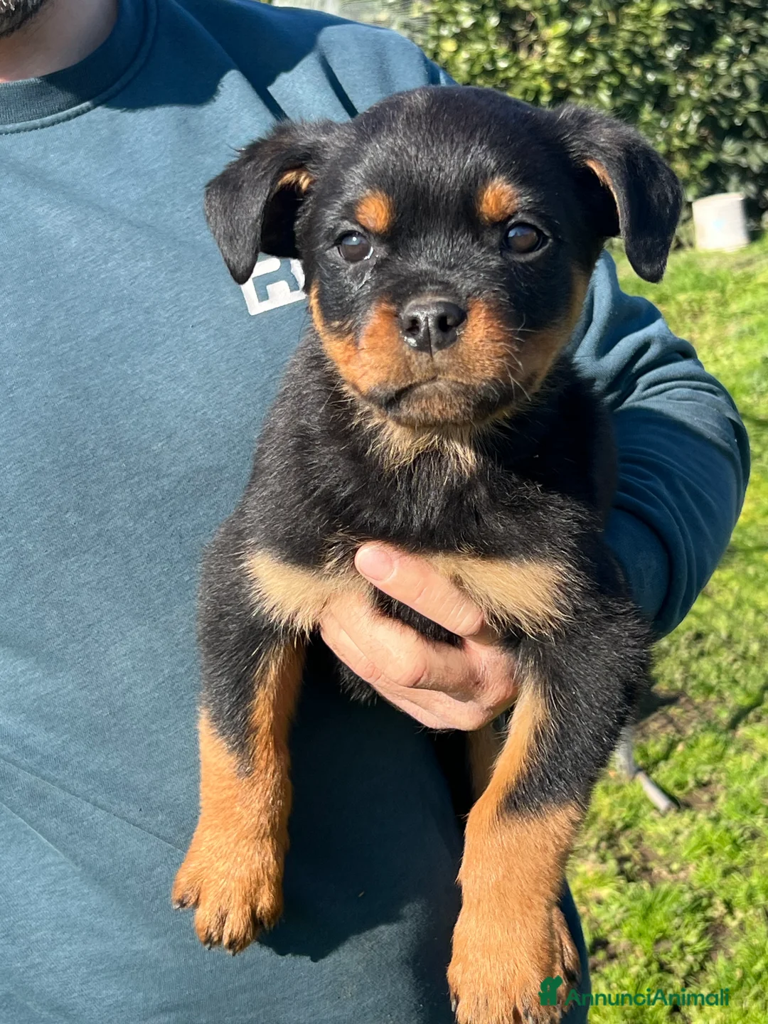 Rottweiler cani in vendita: Cuccioli rottweiler  - Annuncio 3