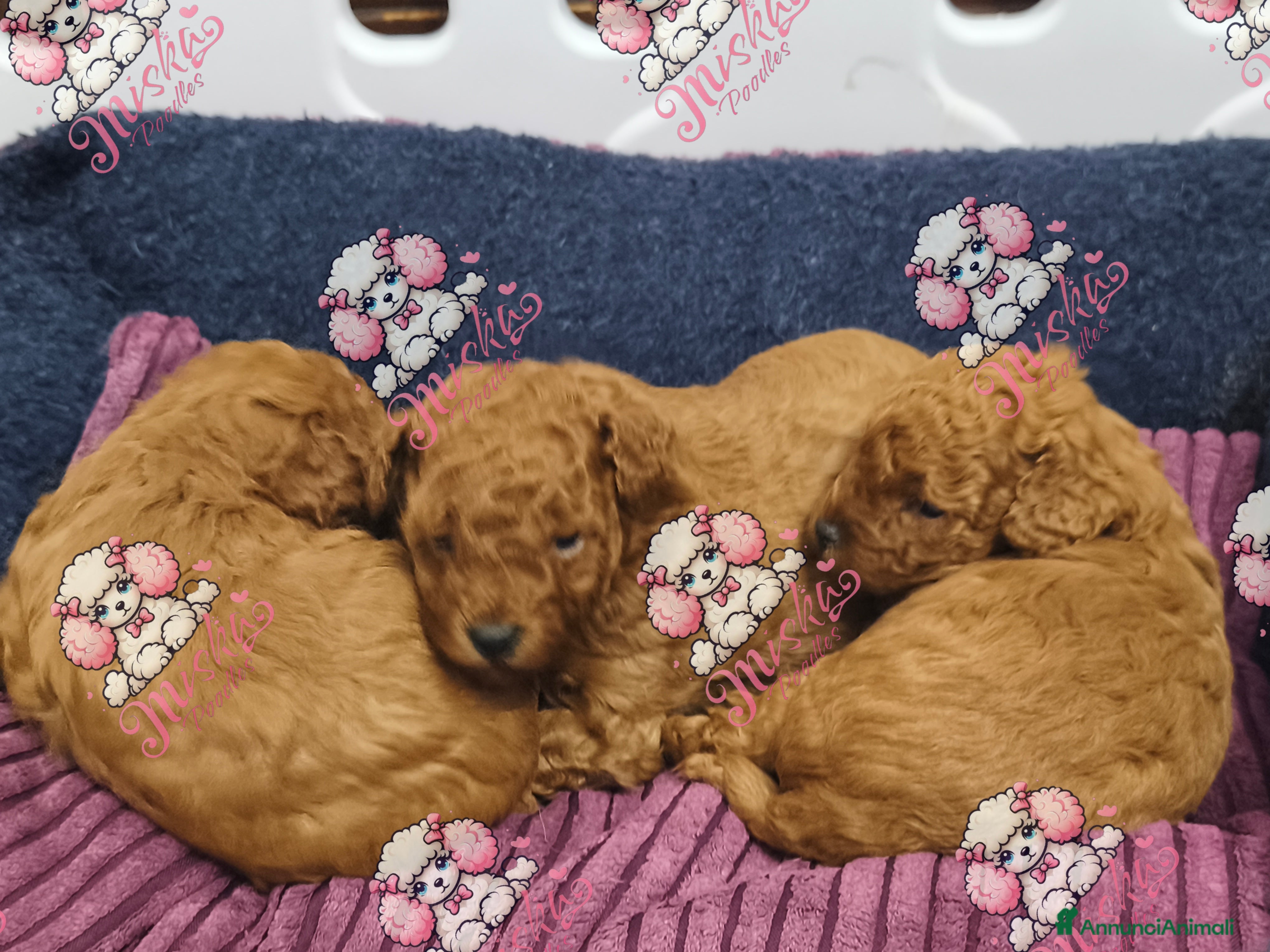 Barboncino Toy cani Barboncino Toy Mini Toy cuccioli  a Provincia di Lucca - Annuncio 1