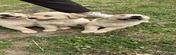 Golden Retriever cani in vendita: Disponibilità cuccioli di Golden Retriever  a Città Metropolitana di Napoli - Annuncio 2