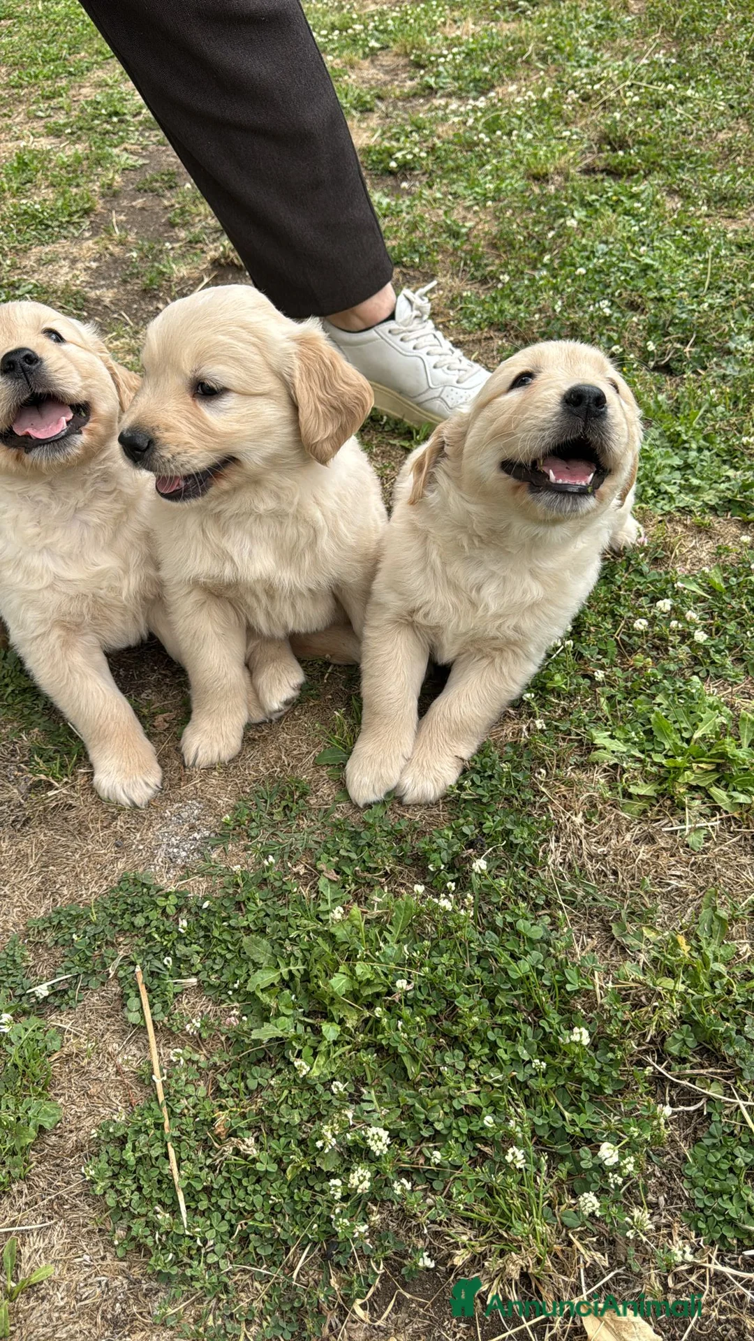 Golden Retriever cani in vendita: Disponibilità cuccioli di Golden Retriever  a Città Metropolitana di Napoli - Annuncio 2