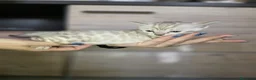 Bengala gatti in vendita: Cuccioli gatto bengala  - Annuncio 28