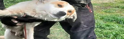 Meticcio cani in regalo: ATHOS STA ASPETTANDO LA SUA MAMMA E IL SUO PAPA' - Annuncio 4