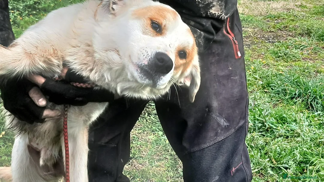 Meticcio cani in regalo: ATHOS STA ASPETTANDO LA SUA MAMMA E IL SUO PAPA' - Annuncio 4