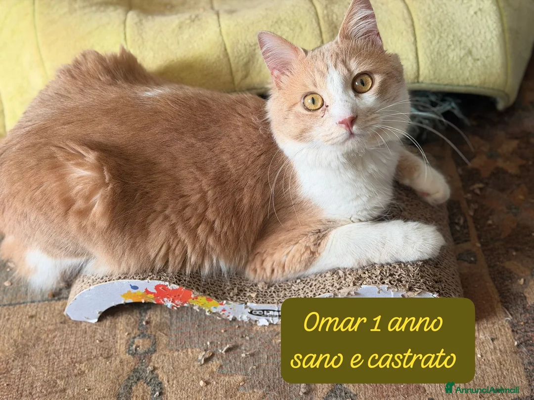 Altre razze gatti in regalo: Tanti gattini desiderosi di essere salvati a Provincia di Bergamo - Annuncio 1