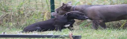 Pitbull cani in vendita: Cucciola Pit Bull con pedigree anche a rate - Annuncio 10