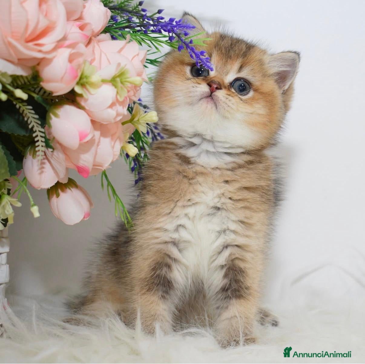 British gatti Cuccioli di british shorthair golden - Annuncio 5