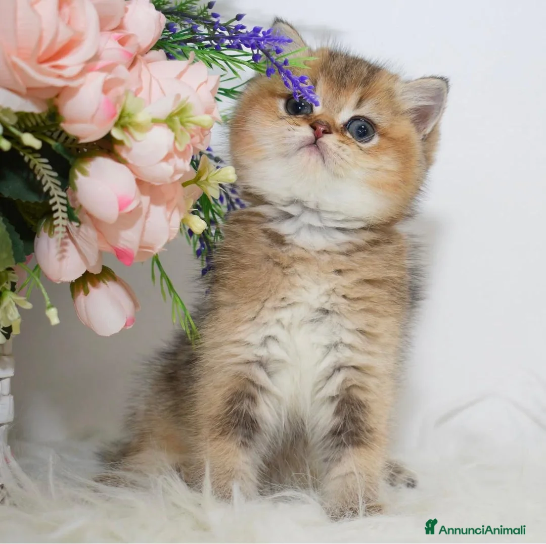 British gatti in vendita: Cuccioli di british shorthair golden - Annuncio 1