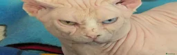 Sphynx gatti in vendita: Gattino  Canadian Sphynx (Maschietto) - Annuncio 3