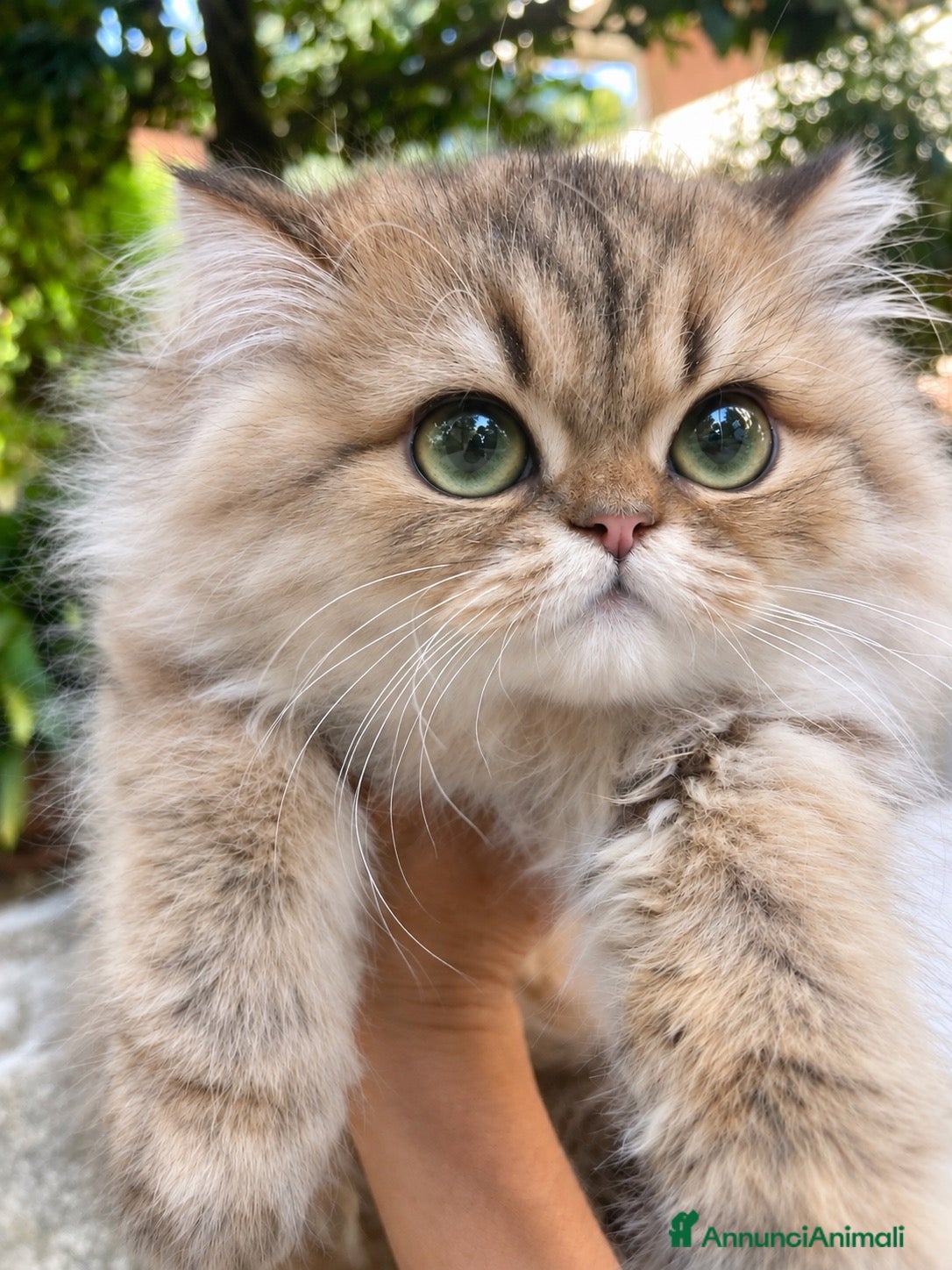 Persiano gatti cucciolo golden shaded con pedigree anfi  - Annuncio 13