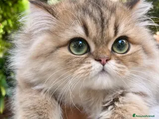 Persiano gatti cucciolo golden shaded con pedigree anfi - Annuncio 13