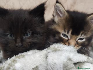 Maine Coon gatti Coppia di Maine coon - Annuncio 16