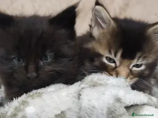 Maine Coon gatti Coppia di Maine coon - Annuncio 16