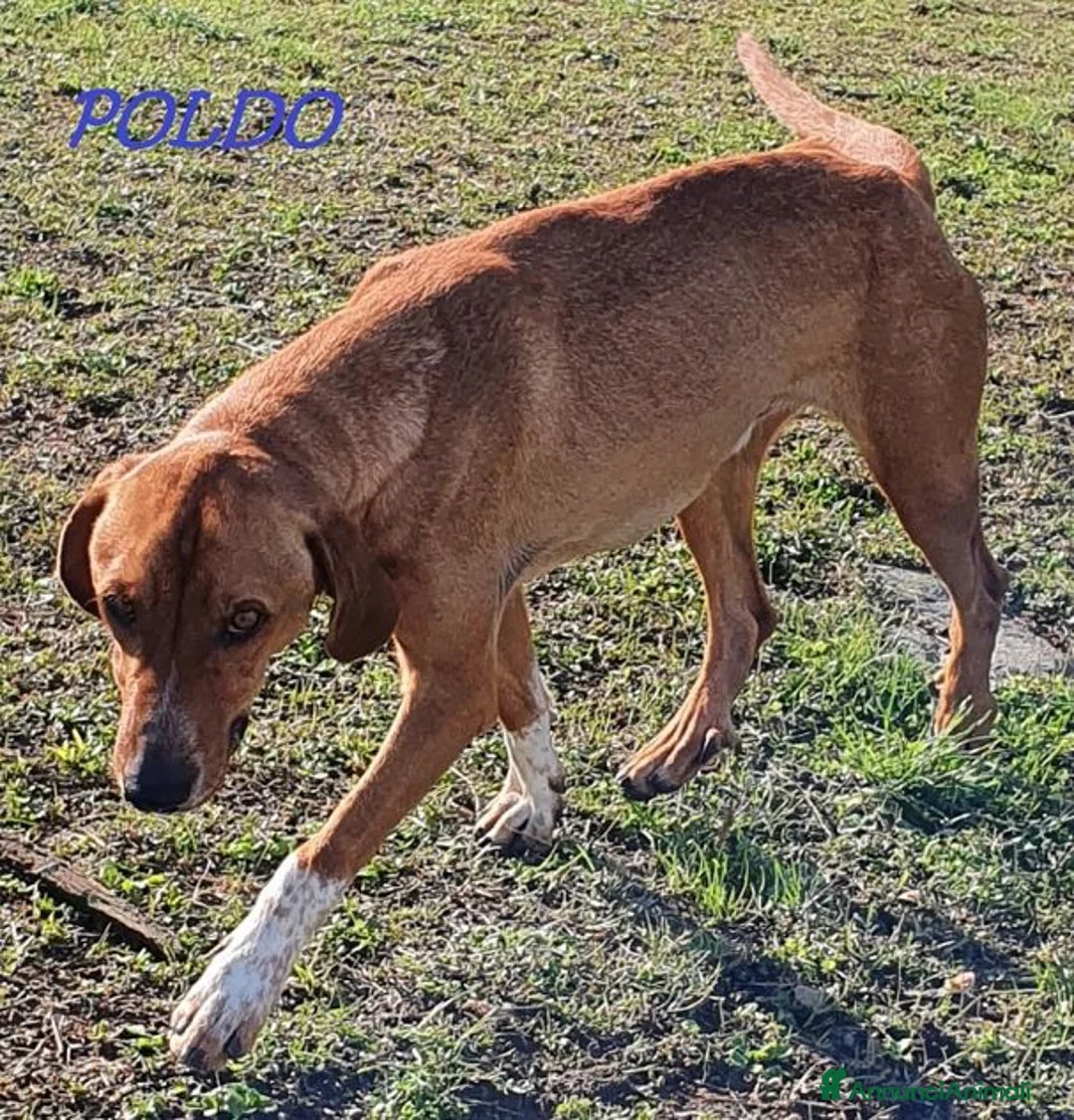Meticcio cani in regalo: POLDO affettuoso, timido con estranei - Annuncio 7