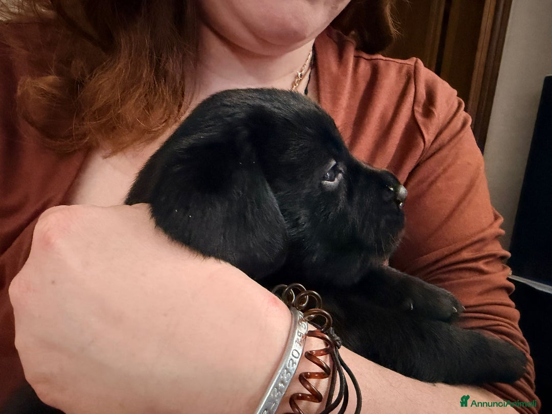 Labrador cani in vendita: Labrador Retriever neri e gialli - Annuncio 4
